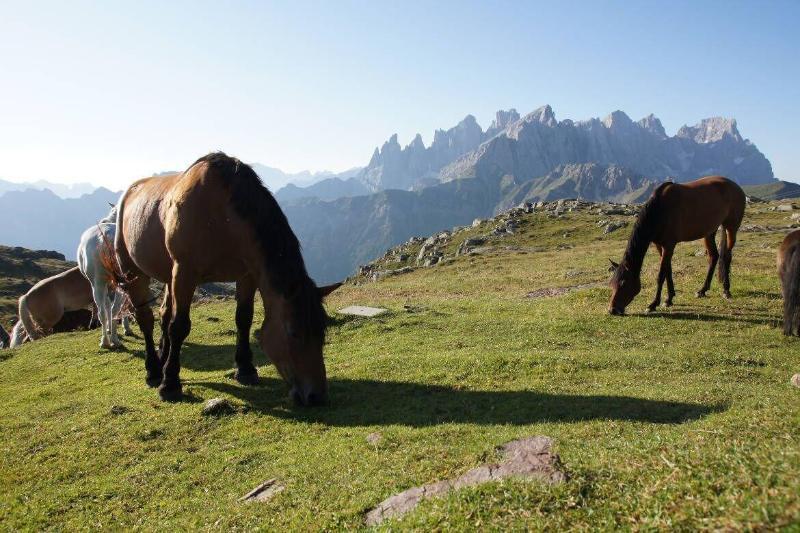 Hotel Stella Alpina Falcade Eksteriør bilde